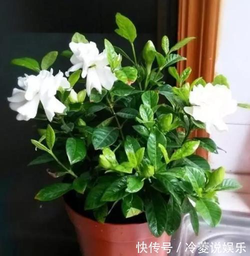 根系|新买的栀子花，黄叶掉花苞，猫腻全在花盆里，看一眼就明白