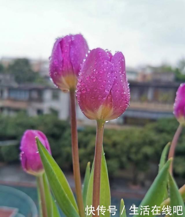 家里养花别乱养,这“5种花”有毒,老人孩子要注意!