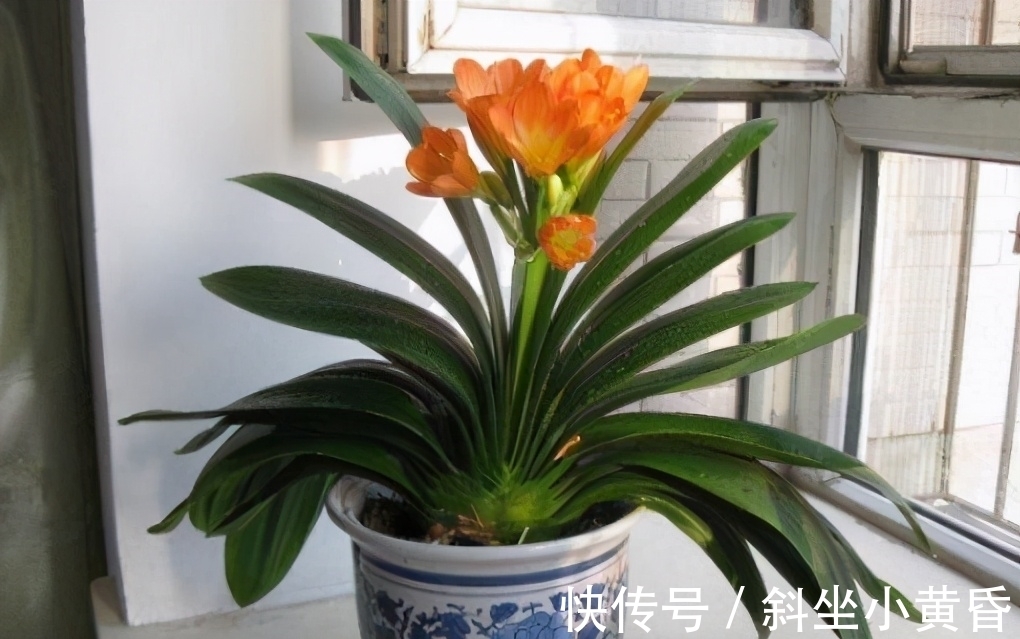 换盆|君子兰想要明年开花,春季就要换盆,掌握好技巧,才能长得旺盛
