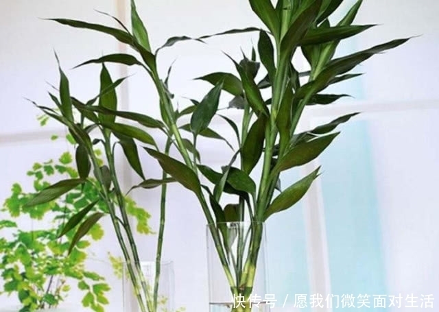 养富贵竹时,把控好5点,枝叶旺盛油绿,根系繁壮生长快!