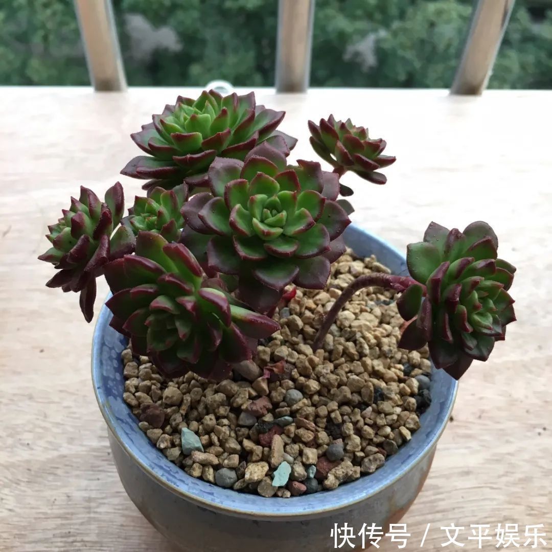 一组逆袭成功的多肉给它时间，它就会给你好看！