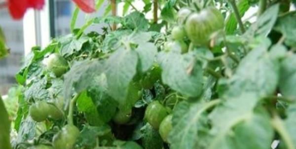 吃剩的油桶不要扔,教你三种方式做成花盆,简直不要太漂亮