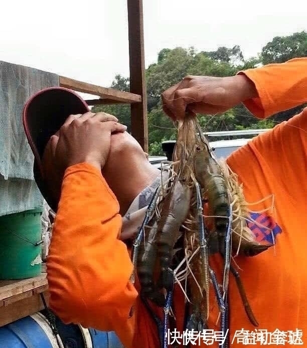 湄公河虾泛滥成灾,个头大的和小臂一样,游客随便钓都可以钓到