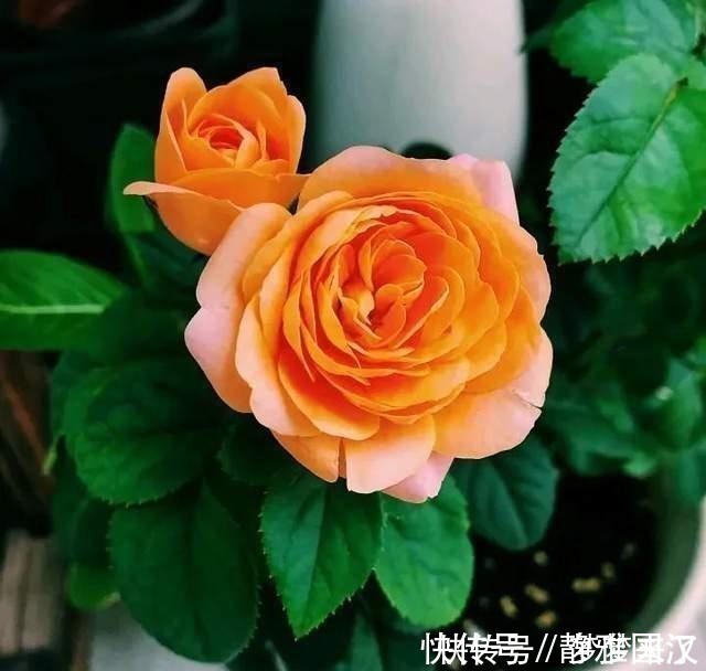 养花常备4种水,每月用一次,叶子亮,花根壮!