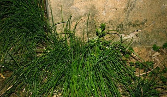 味道|农村野外常见,能温补助阳却被视为杂草,太可惜了!