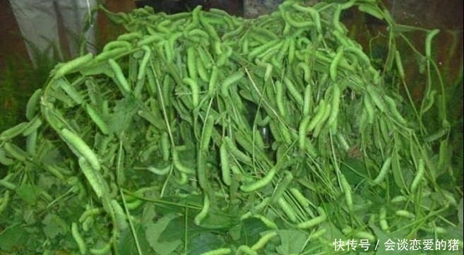 食客狂吃“青肥虫”,称比糖心蛋还嫩,让人头皮发麻