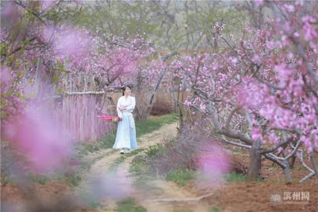 邹平西董：十里桃花笑春风