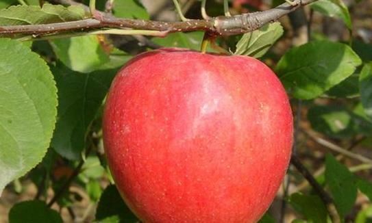 空腹|每天空腹吃个苹果,不到一个月,或许4个“好处”悄悄降临!