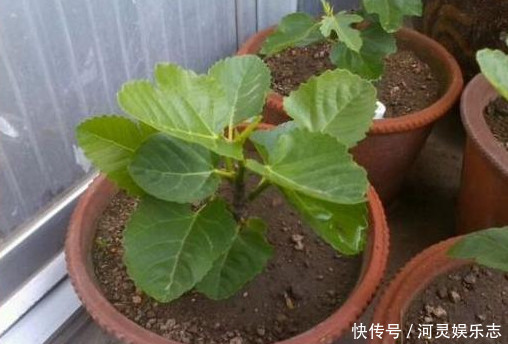植株|香甜的“无花果”别买了在家种一棵,果子挂满枝,全家人都够吃