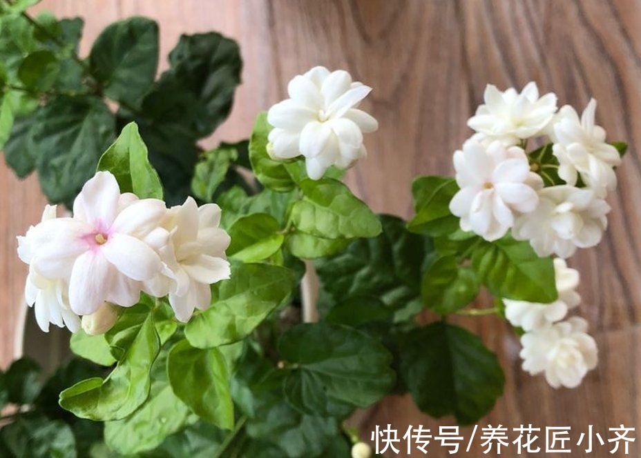 生根液|茉莉花冬季黄叶不长？教你做3步，冒新芽，开满花，满屋飘香