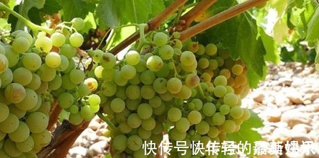 修复|肝硬化的“克星”找到了,经常吃一点,修复肝细胞,肝癌不来找!