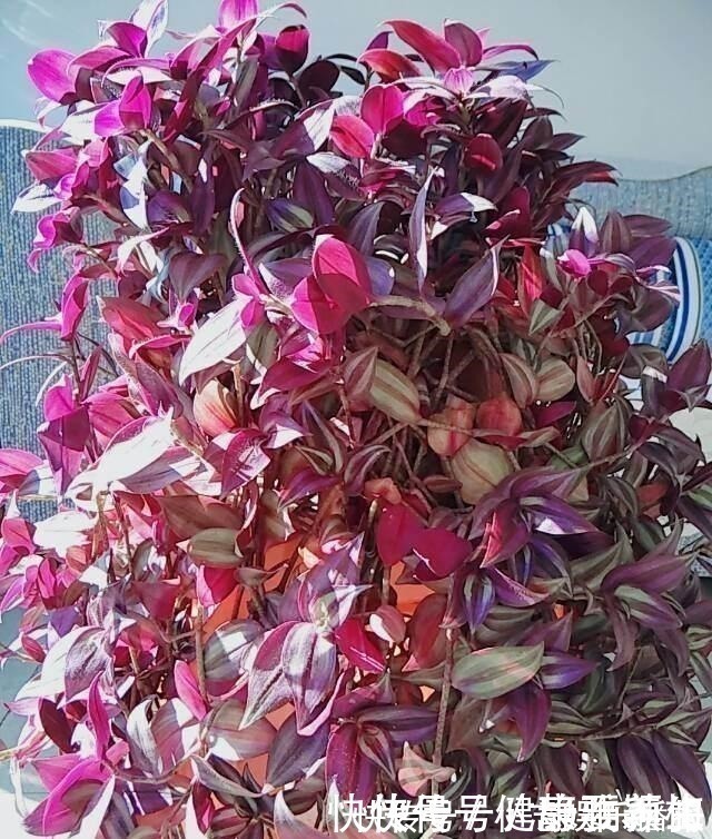 别养绿萝了,这花比绿萝好看好养,邻居一口气养了20盆!