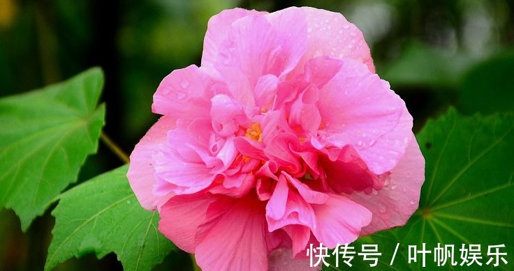 芙蓉花花期注意这三点,花苞呼呼长,半月就爆盆,花较拳头大一倍