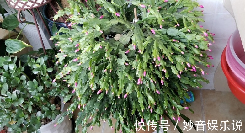 秋季|秋天养蟹爪兰，解决好这4件事，茎叶长得茂盛，开花格外漂亮