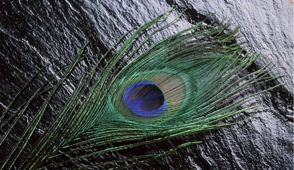 神话常提及七种飞禽凤凰、青鸾、大鹏、孔雀、白鹤、鸿鹄、枭鸟