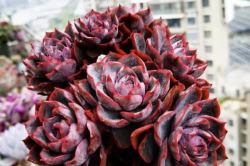 想将多肉养到爆盆,跟环境没有太大的关系,主要跟这些因素有关