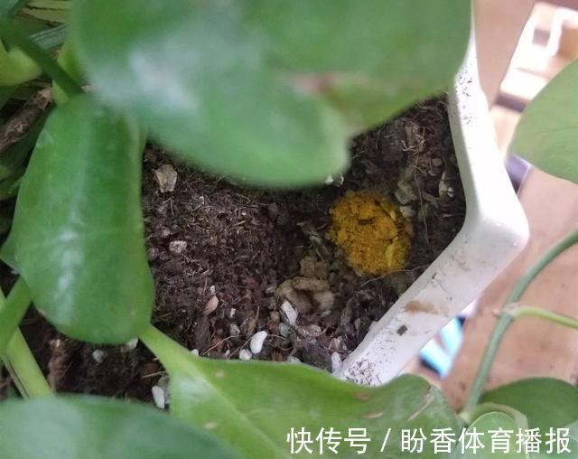 家中的花总是“烂根”养不活？往盆中扔2样东西，花苞挂满枝头！