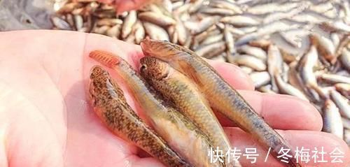 农村河里，一种趴在沙子里的小鱼，以前没人要，如今真是稀少