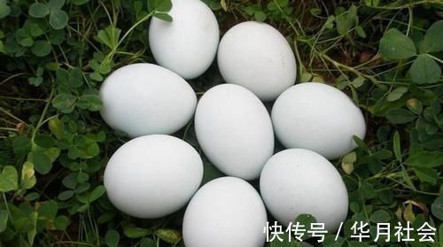 医生|因怀孕坚持吃鹅蛋?医生怒道:就算再无知,也别拿宝宝生命开玩笑