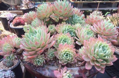 春天养白凤,满足3个条件,避免长成大包菜,养成粉嫩老桩!