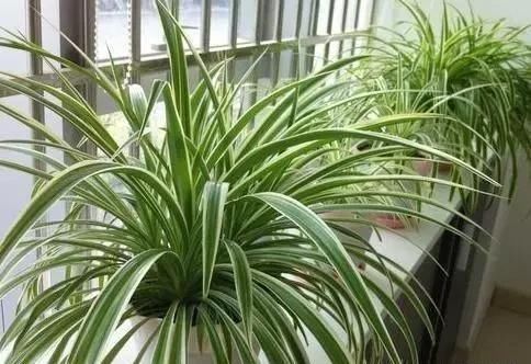 不太会养花，想养吊兰，家里没有肥料，可以不施肥吗？