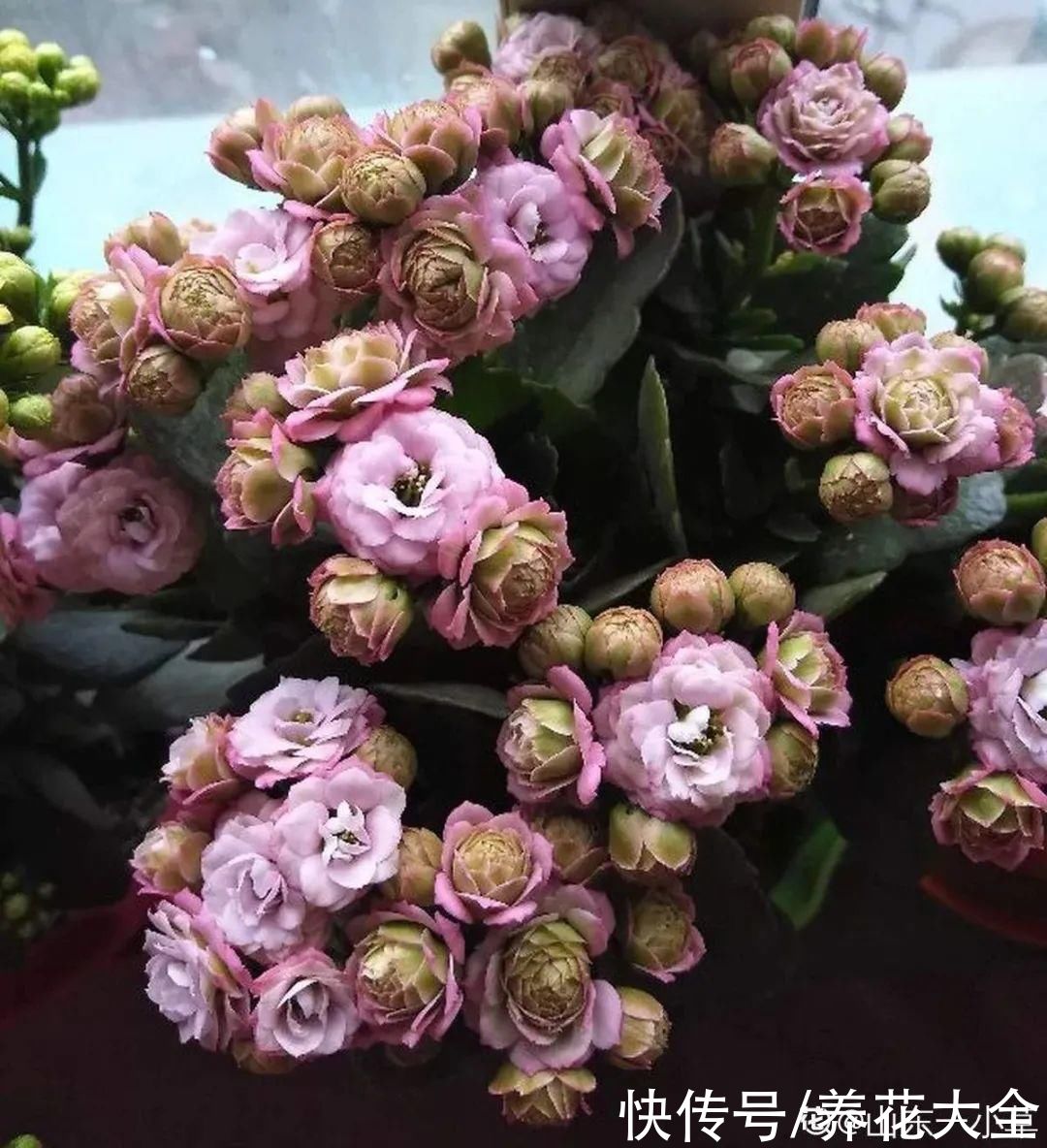 冬天好养的花,皮实不娇气,颜值高上档次,咋养都开花