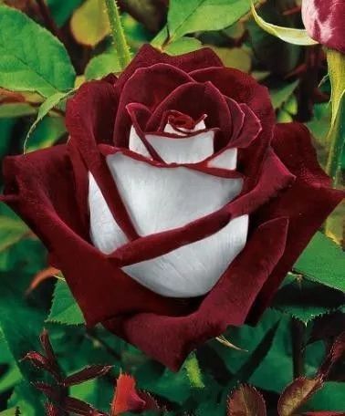 蓝眼菊|乡下拍到的照片,99的人没见过尤其是第7张绝了