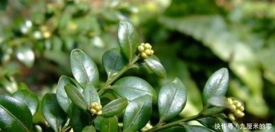 黄杨|山上这种老“树桩”,遇见请捡回家,养上三、五年,价值翻几翻