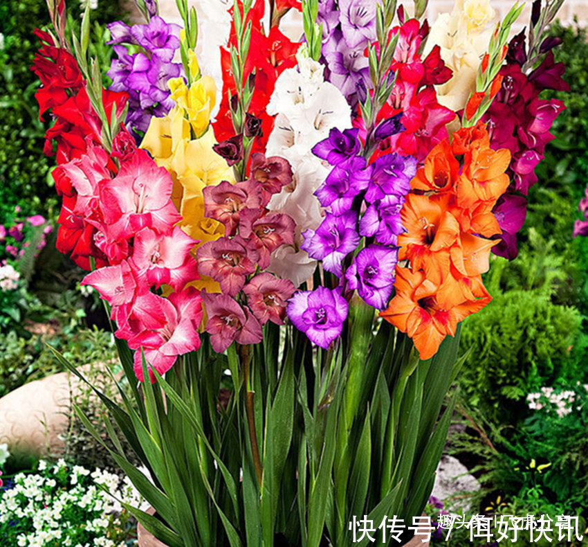 世界著名四大切花，花卉中的佼佼者，谁看见都想养，养一盆值了