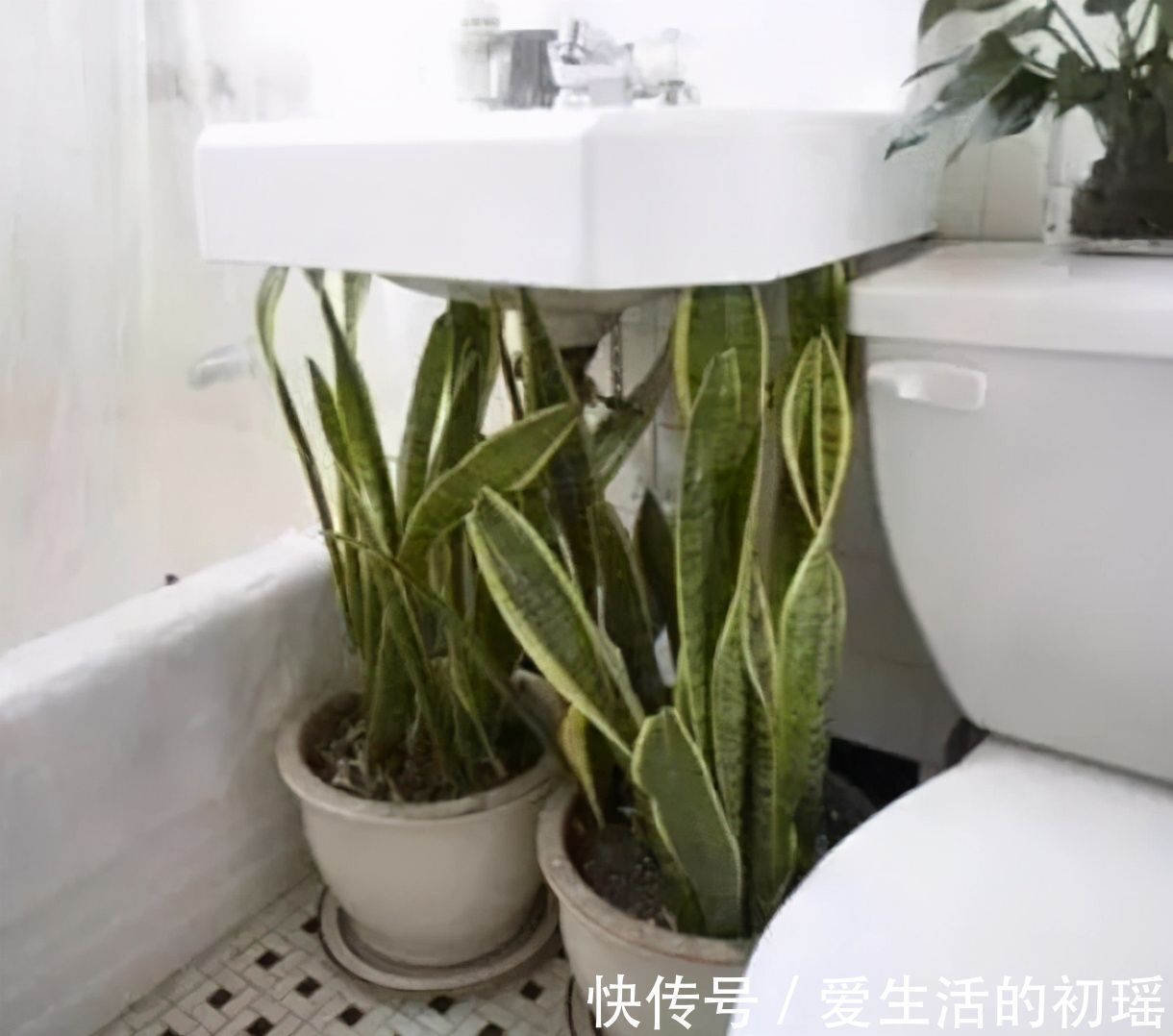 虎皮兰|卫生间可以养花吗?三种花卉,耐阴好养护正适合