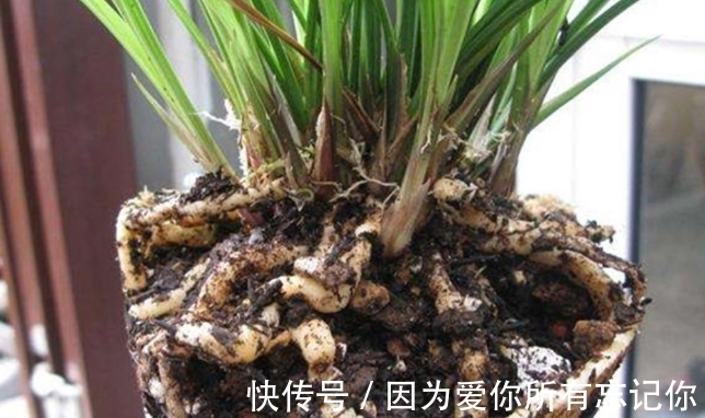 兰花凋谢后,早做3件事,新芽还比老苗多