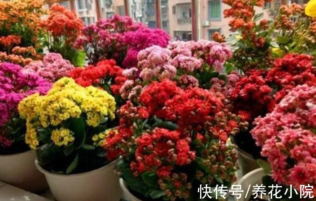 大花团|养长寿花，补上1种“促花肥”，花期开出成大花球