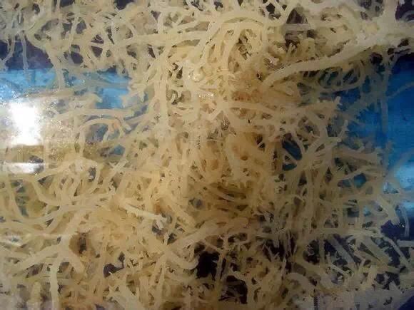 海鲜|渔民整理的海鲜大全,以后再也不怕不认识海鲜了