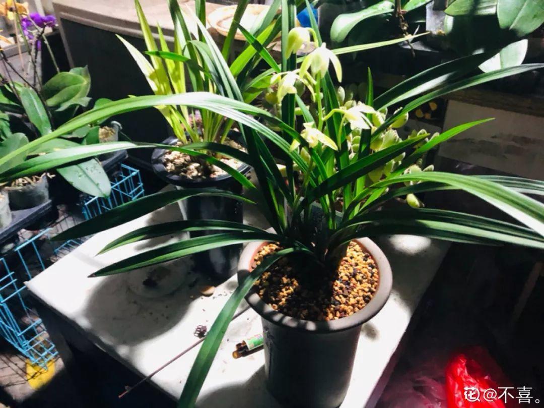 扦插|不用扦插,养花1盆变10盆,把根一掰,成活率翻倍!