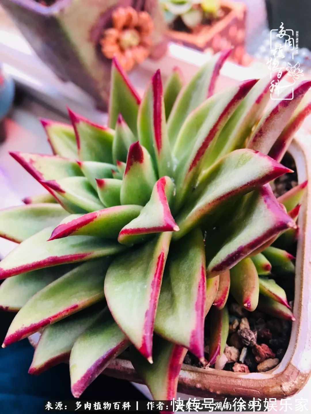 邂逅多肉，爱折腾的阳台党，总能收获简单纯粹的快乐！