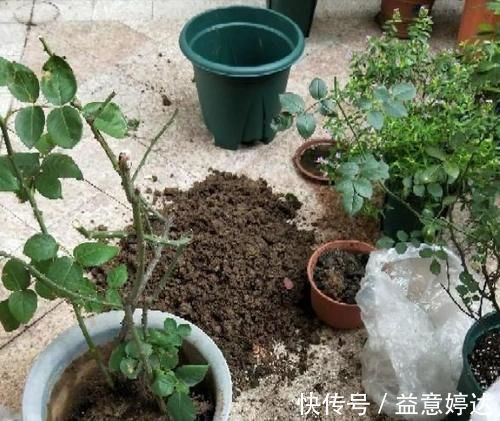 混搭土养花技巧：备上这几样，从此养啥花都能轻松应对