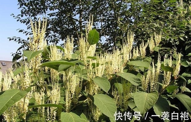 长大|房子边上看见这种草,赶紧连根拔掉,等长大就麻烦了