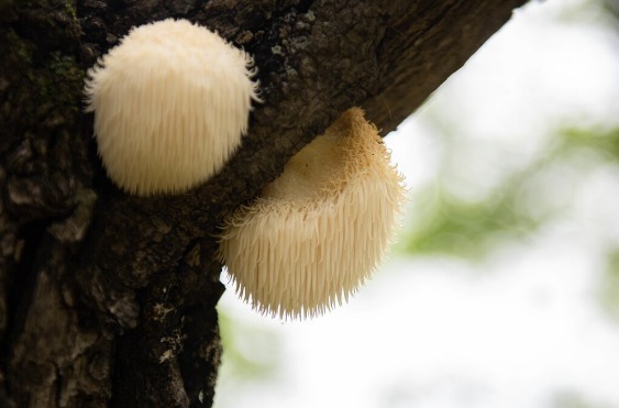 凉拌|65种野菜图片,带你认识不同的野菜和吃法,你想要的野菜这里都有