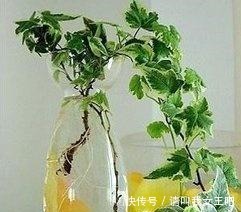 养这4种花，春天一定要“理发”，才会越长越旺，看看你家有吗！