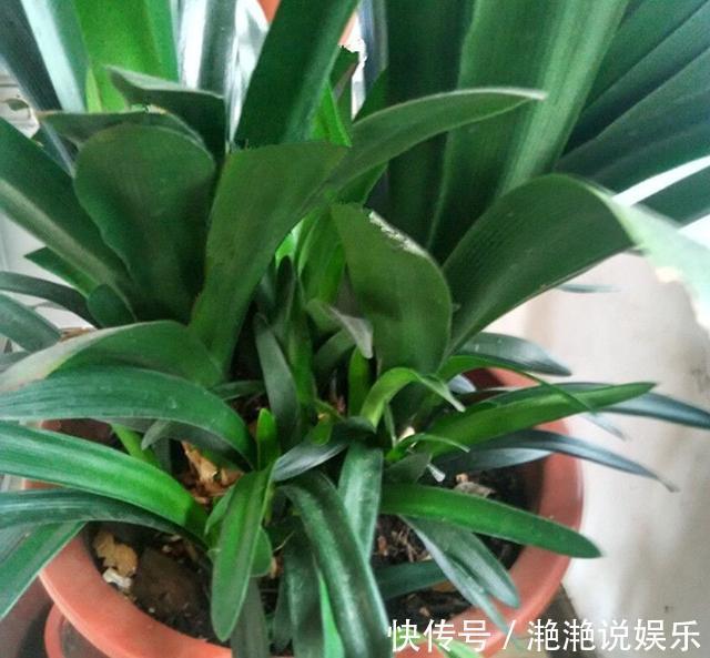 新芽|8月给君子兰换盆要谨慎,“3个方面”要留意,天冷猛开花,长新叶