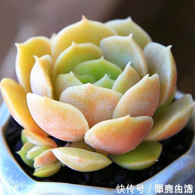 多肉|如果你家里还有空盆，不妨养几盆月影系多肉，皮实，好养，上色快