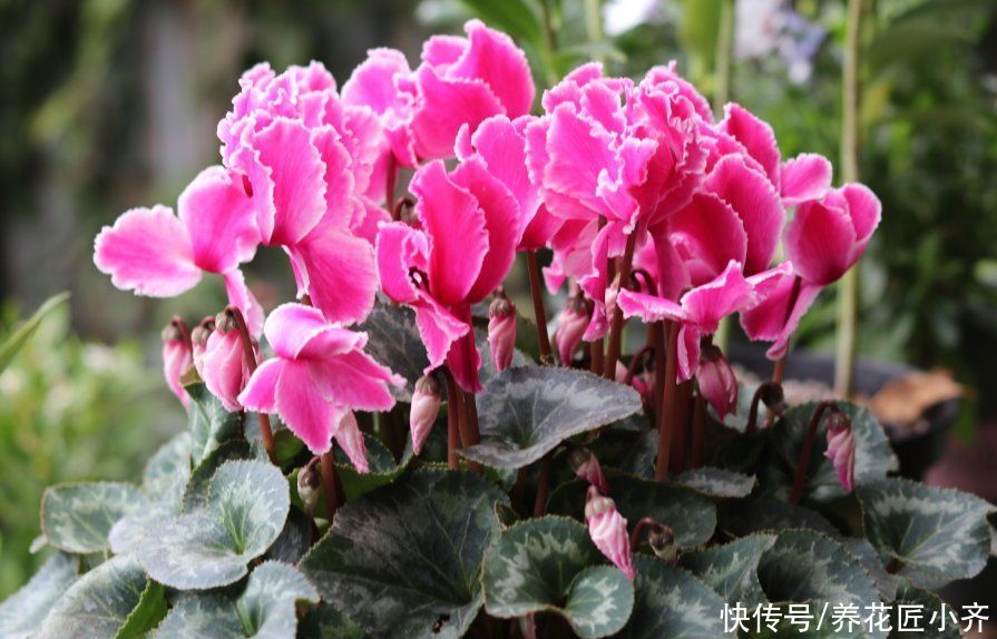 浇水|夏天施肥别盲目，掌握好4点，才能促进生长，用错了会烧根