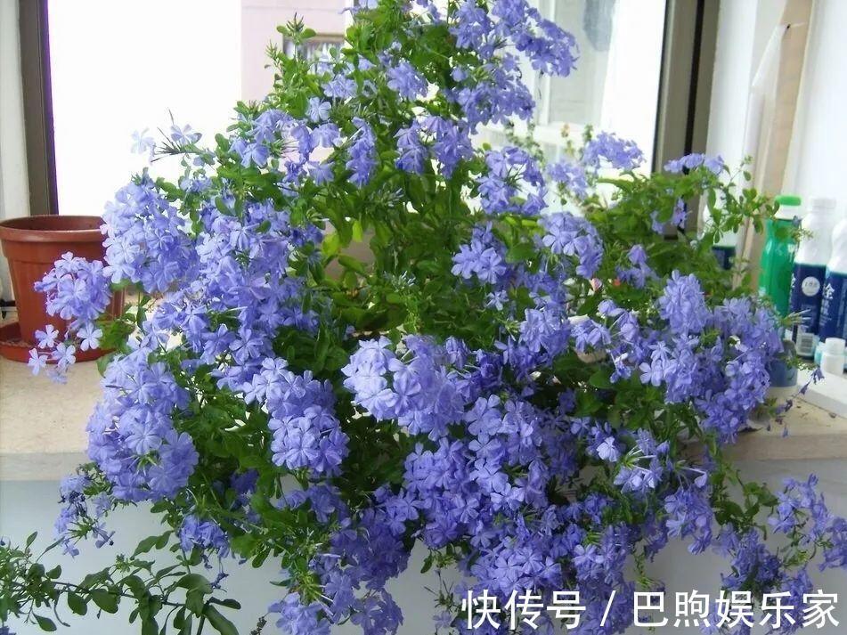 枝条|家里有这6种花,赶紧挂起来,长的快、开花一年比一年多!