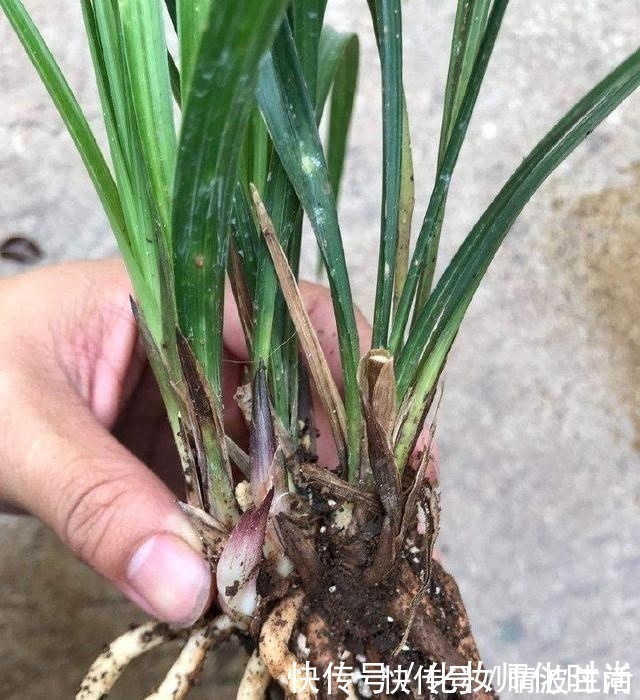 兰花|养兰花就一点,养好根就长得旺,其中配土、施肥是重点