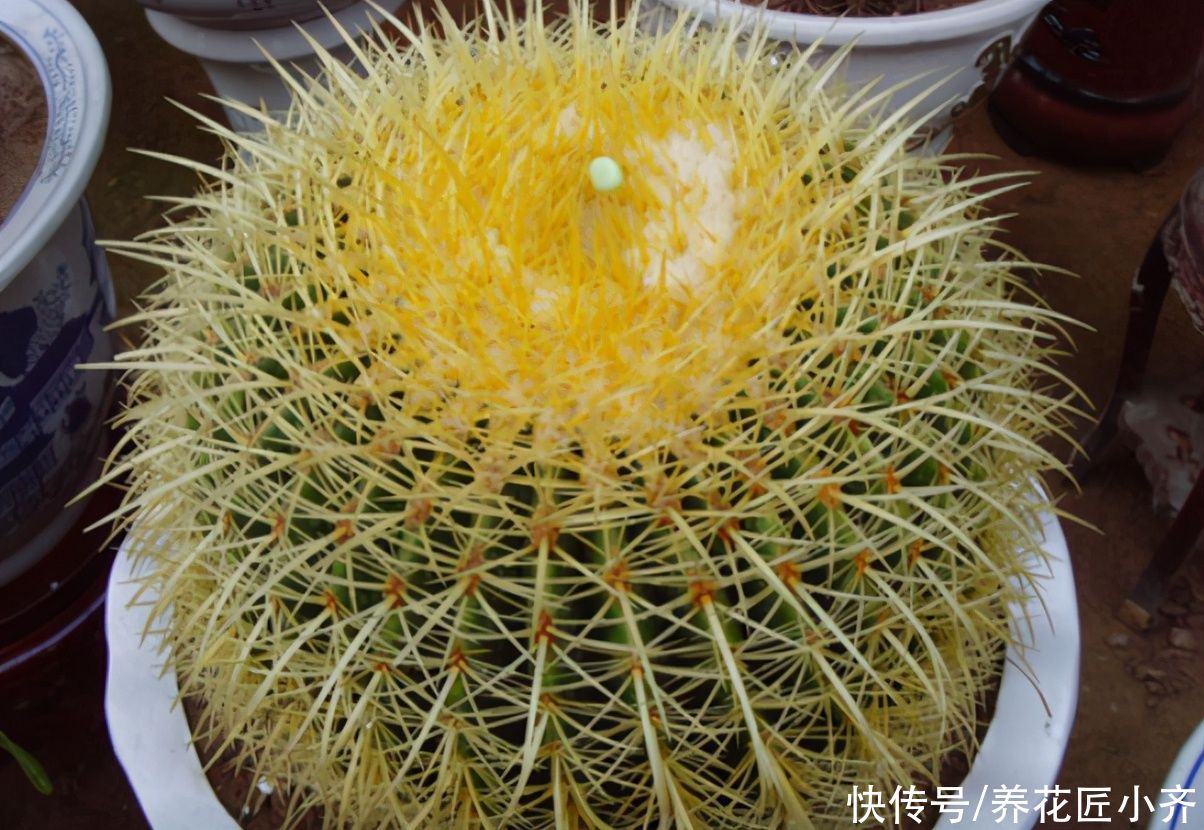 仙人球|威武霸气的3种花，少水少肥伺候它，可以养成“传家宝”