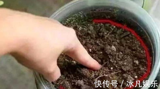 养君子兰，盆里加上“一种液体”，1年养出“100盆”