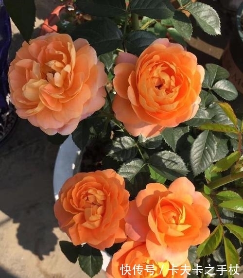 营养土|想要月季开花多?养根很重要,掌握3个要素,迅速壮根,长出笋芽