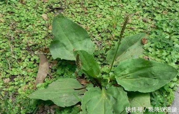 用车前草|车前草的药用价值太大了,除了保肝护肝,你不知道好处太多了