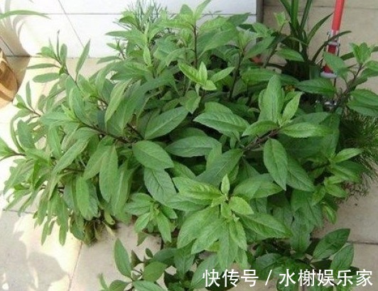 糖尿病|被称为“救命草”的野草，对糖尿病、高血压有奇效