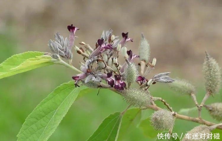 金虎尾科|【你好!大自然】第176期:版纳植物园撷芳(十之五)